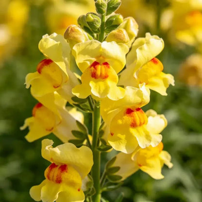Yellow Linaria Seeds - Verdseeds
