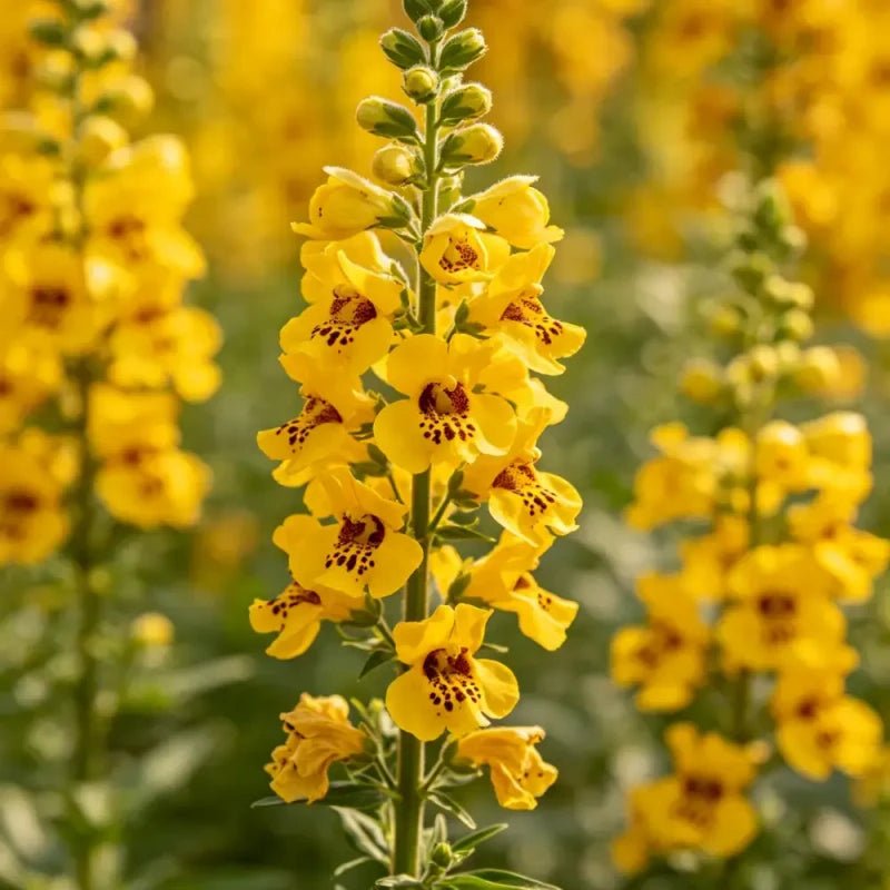 Yellow Linaria Seeds - Verdseeds