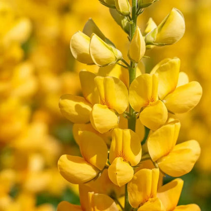 Yellow Lupin Seeds - Verdseeds