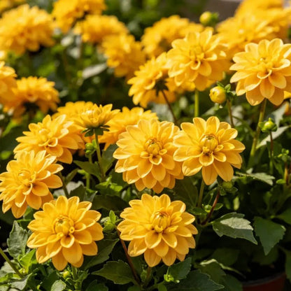 Yellow Mini Dahlia Seeds - Verdseeds