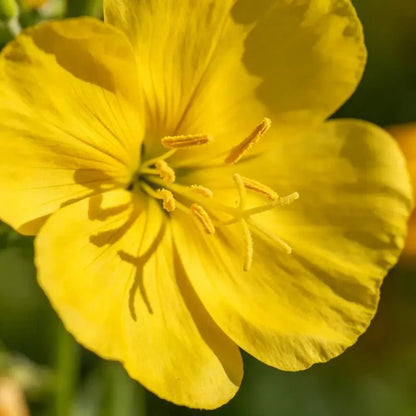 Yellow Mullein Seeds - Verdseeds