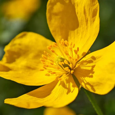 Yellow Mullein Seeds - Verdseeds