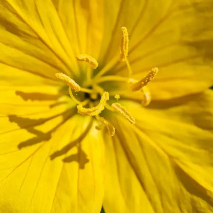 Yellow Mullein Seeds - Verdseeds