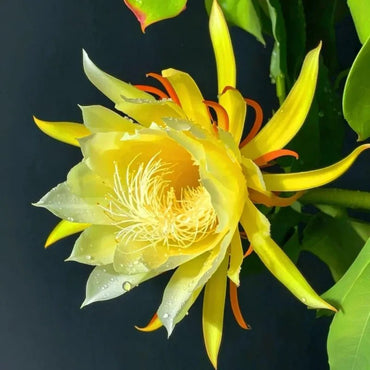 Yellow Night-Blooming Cereus Seeds - Verdseeds