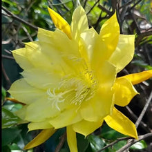 Yellow Night-Blooming Cereus Seeds - Verdseeds