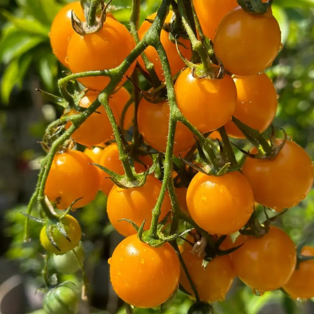 Yellow Noble Tomato Seeds - Verdseeds
