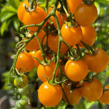 Yellow Noble Tomato Seeds - Verdseeds