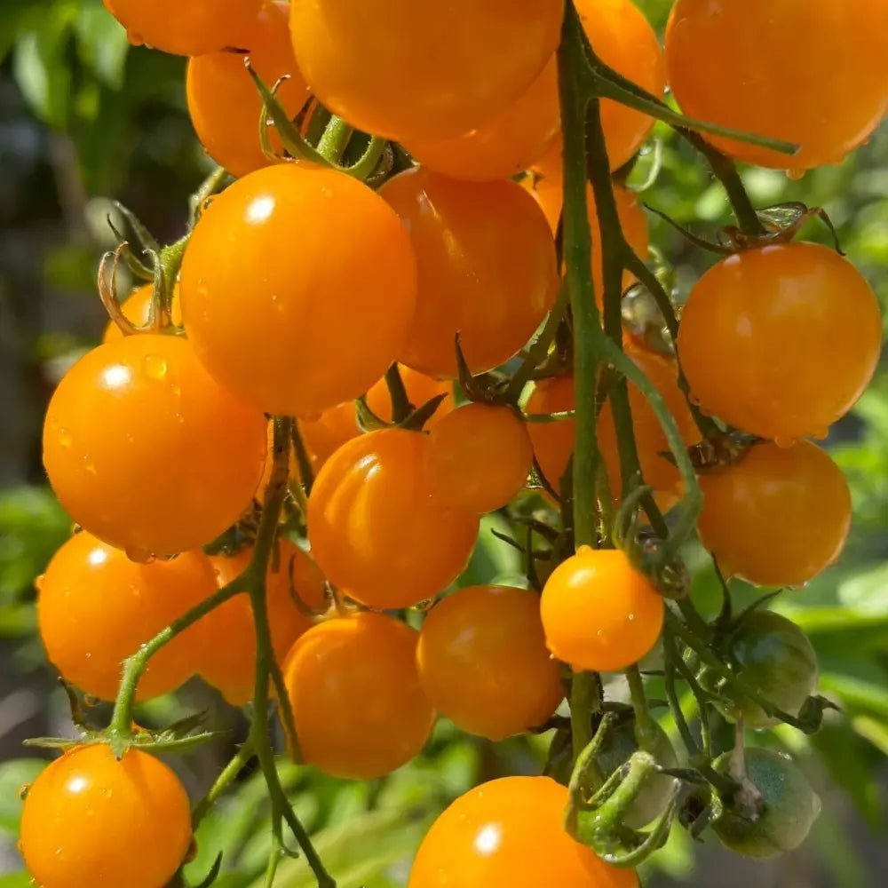Yellow Noble Tomato Seeds - Verdseeds