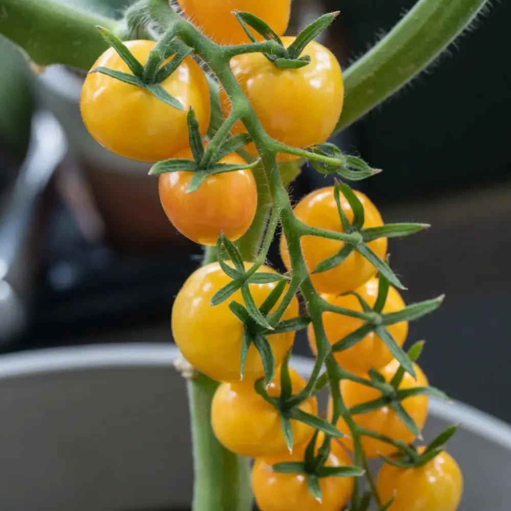 Yellow Noble Tomato Seeds - Verdseeds