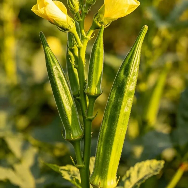 Yellow Okra Seeds - Verdseeds