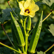 Yellow Okra Seeds - Verdseeds