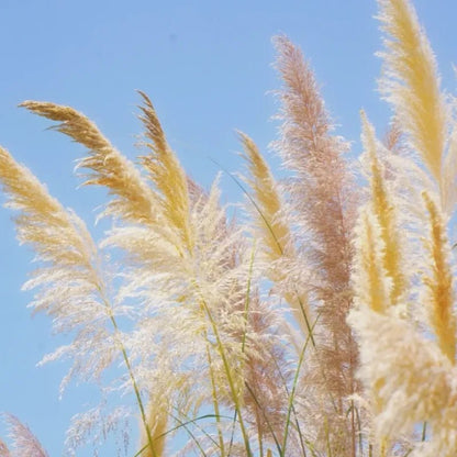 Yellow Pampas Grass Seeds - Verdseeds