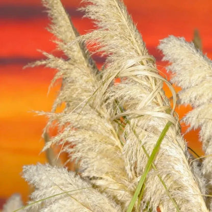 Yellow Pampas Grass Seeds - Verdseeds