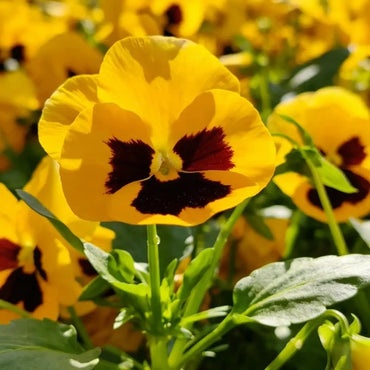 Yellow Pansy Seeds - Verdseeds