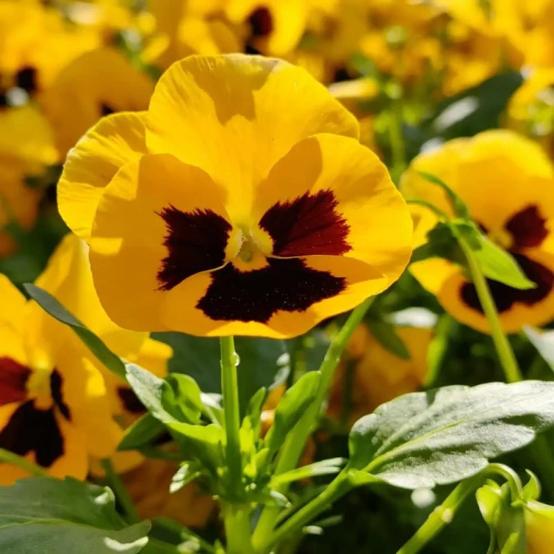 Yellow Pansy Seeds - Verdseeds