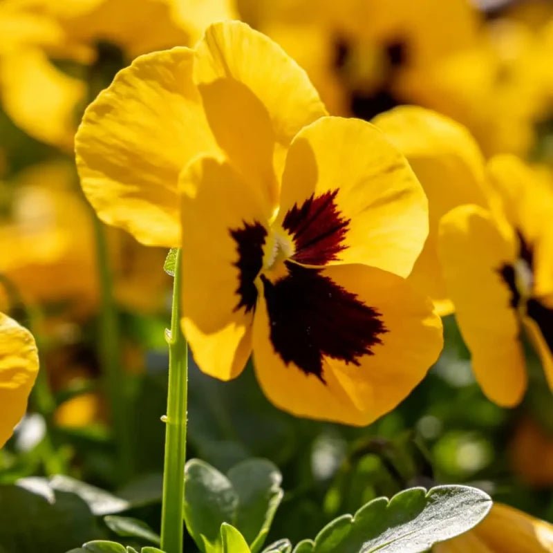 Yellow Pansy Seeds - Verdseeds
