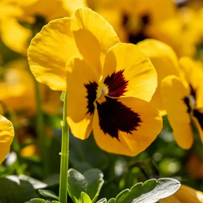 Yellow Pansy Seeds - Verdseeds