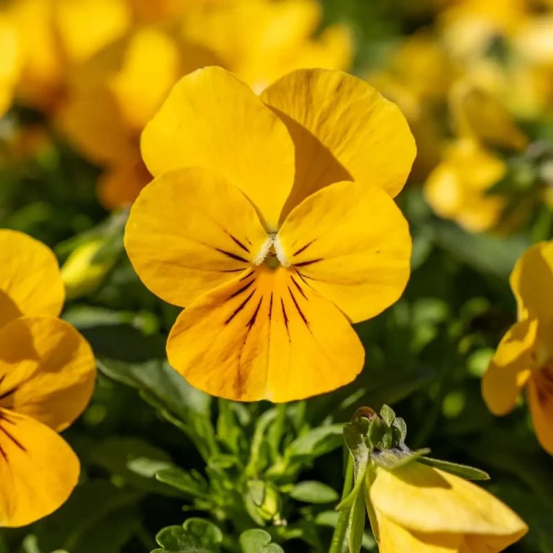 Yellow Pansy Seeds - Verdseeds