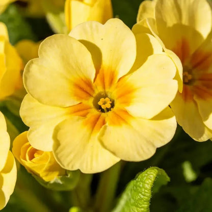 Yellow Primrose Seeds - Verdseeds