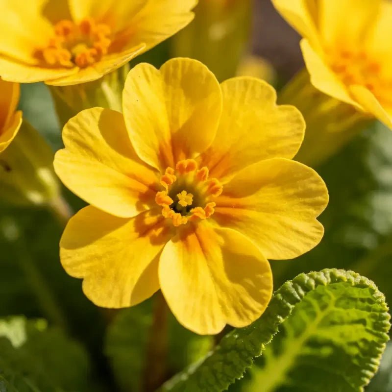 Yellow Primrose Seeds - Verdseeds