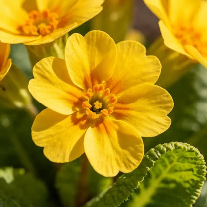 Yellow Primrose Seeds - Verdseeds