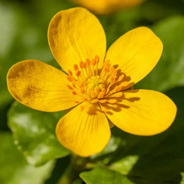 Yellow Primrose Seeds - Verdseeds
