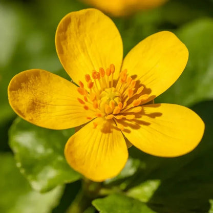 Yellow Primrose Seeds - Verdseeds