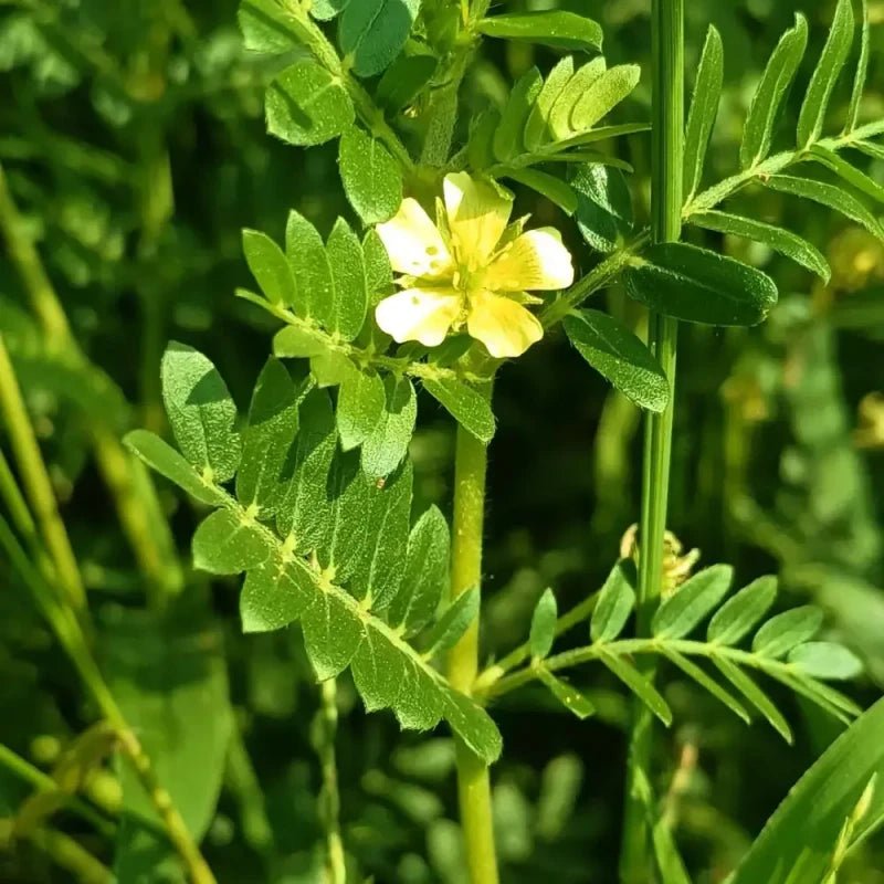 Yellow Puncturevine Seeds - Verdseeds