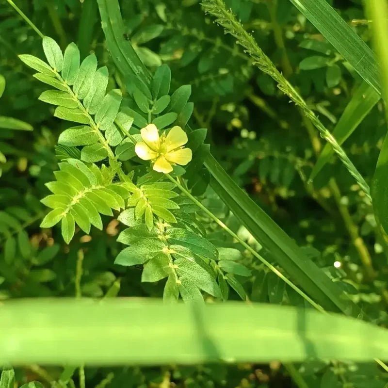 Yellow Puncturevine Seeds - Verdseeds