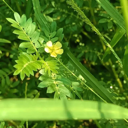 Yellow Puncturevine Seeds - Verdseeds