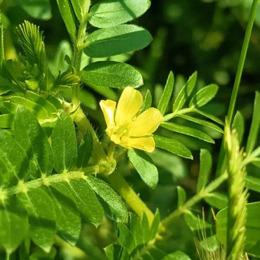 Yellow Puncturevine Seeds - Verdseeds