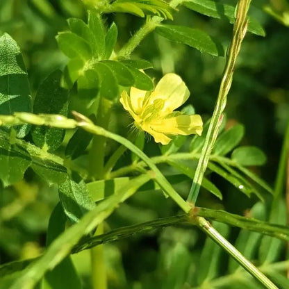 Yellow Puncturevine Seeds - Verdseeds