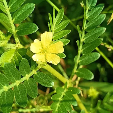 Yellow Puncturevine Seeds - Verdseeds