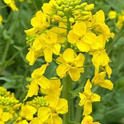 Yellow Rapeseed Seeds - Verdseeds