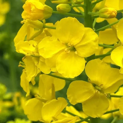 Yellow Rapeseed Seeds - Verdseeds