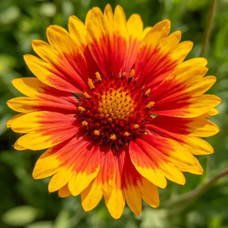 Yellow Red Plains Coreopsis Seeds - Verdseeds