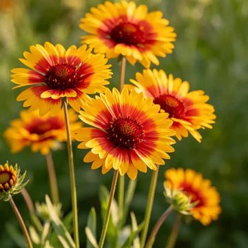 Plains Coreopsis