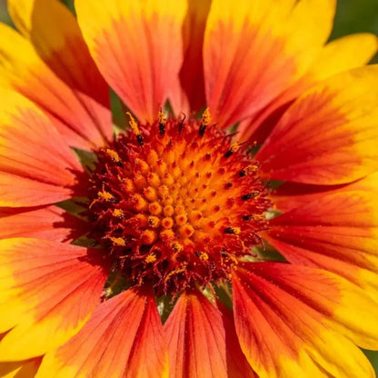 Yellow Red Plains Coreopsis Seeds - Verdseeds