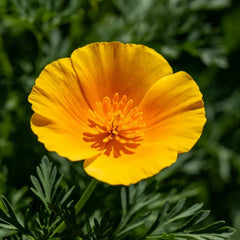 Yellow Single Petal California Poppy Seeds - Verdseeds