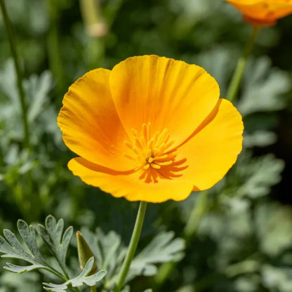Yellow Single Petal California Poppy Seeds - Verdseeds