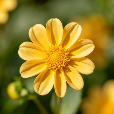 Yellow Single Petal Mini Dahlia Seeds - Verdseeds
