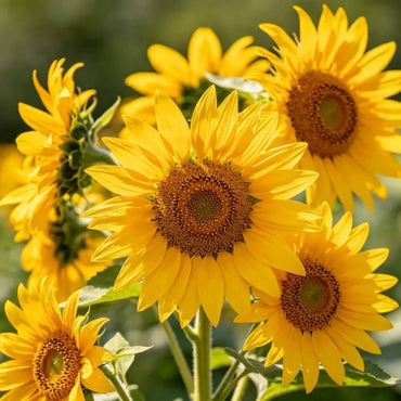 Yellow single petal multi headed Sunflower Seeds - Verdseeds