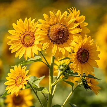 Yellow single petal multi headed Sunflower Seeds - Verdseeds