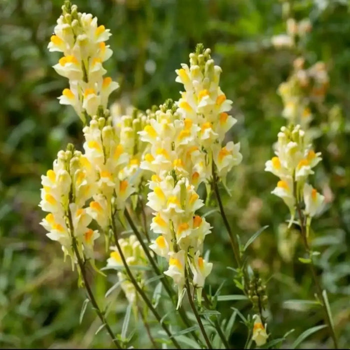 Yellow Snapdragon Seeds - Verdseeds