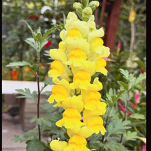Yellow Snapdragon Seeds - Verdseeds