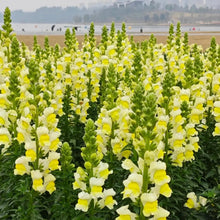 Yellow Snapdragon Seeds - Verdseeds