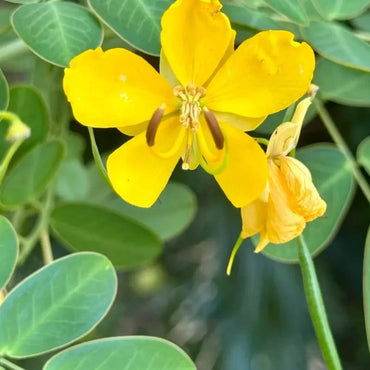 Yellow Sophora Seeds - Verdseeds