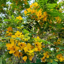 Yellow Sophora Seeds - Verdseeds
