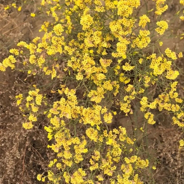 Yellow Statice Seeds - Verdseeds