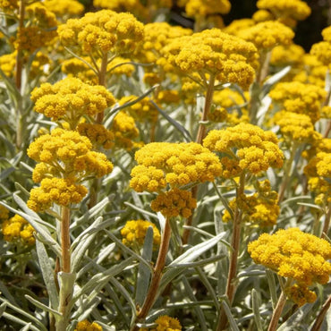 Yellow Sweet Alyssum Seeds - Verdseeds